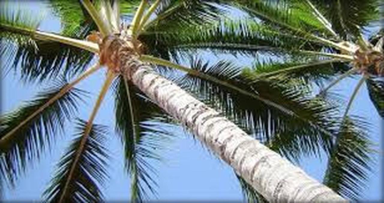 Near At The Margaritaville *