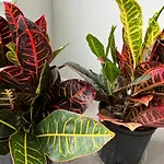 Next To Universal! 2Bedroom-2Bath-Many Indoor Plants